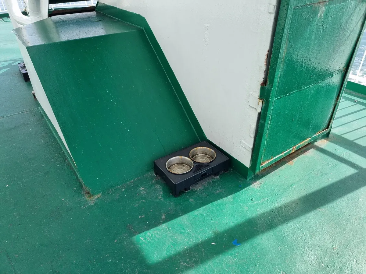 Dos cuencos de agua de acero inoxidable en un soporte negro, en un rincón de una cubierta exterior verde, contra una pared blanca y otra verde